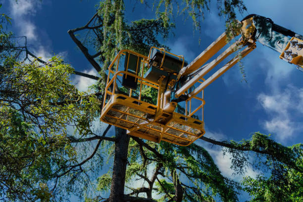 Best Utility Line Clearance  in Wamac, IL